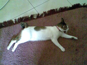 A relaxed Mimi sprawled on rug.